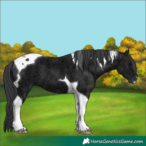 Horse Color:Black Ice Tobiano 