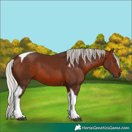 Horse Color:Silver Brown Tobiano 
