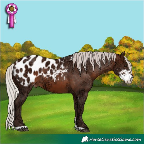 Horse Color:Silver Brown Ice Sabino Blanket 