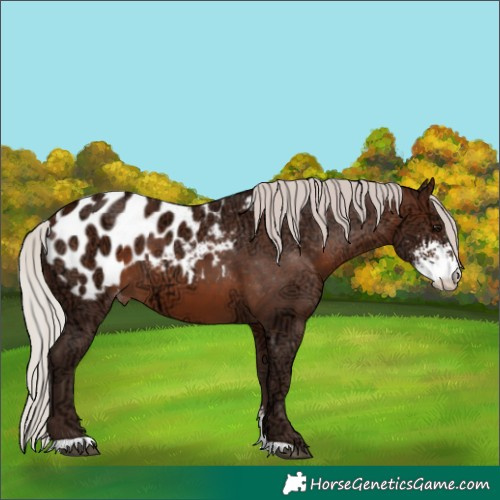 Horse Color:Silver Brown Ice Sabino Appaloosa 