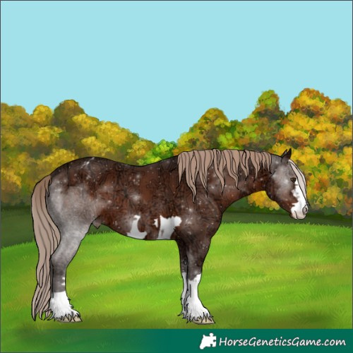 Horse Color:Liver Chestnut Ice Appaloosa