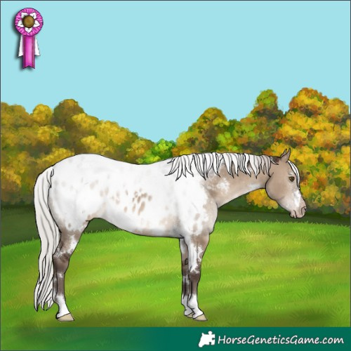 Horse Color:White Spotted Silver Brown Dun Appaloosa Rabicano 