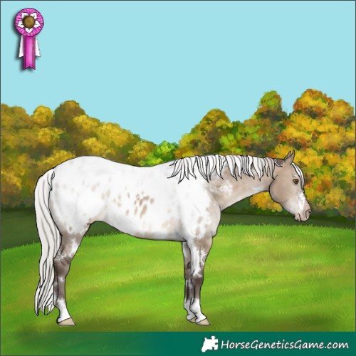 Horse Color:White Spotted Silver Brown Dun Appaloosa Rabicano 