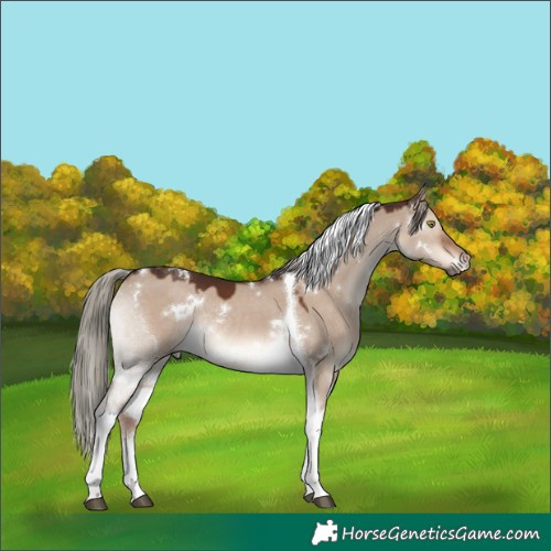 Horse Color:White Spotted Liver Red Dun Mushroom Tobiano Rabicano