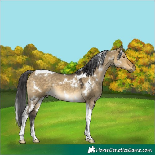 Horse Color:White Spotted Buckskin Dun Tobiano 