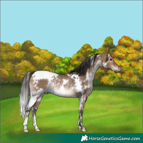 Horse Color:White Spotted Bay Dun Rabicano 