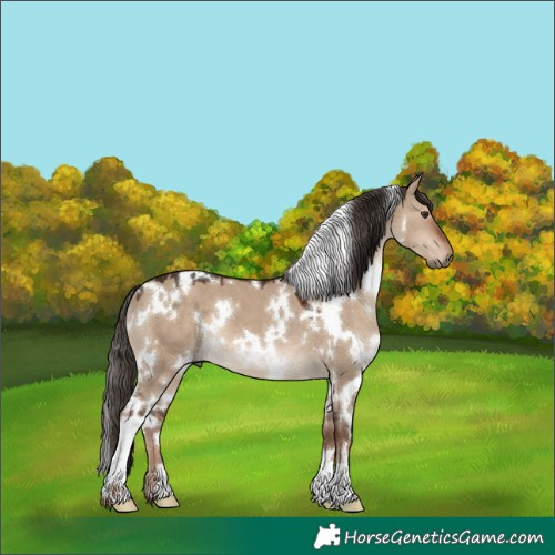 Horse Color:White Spotted Liver Red Dun 