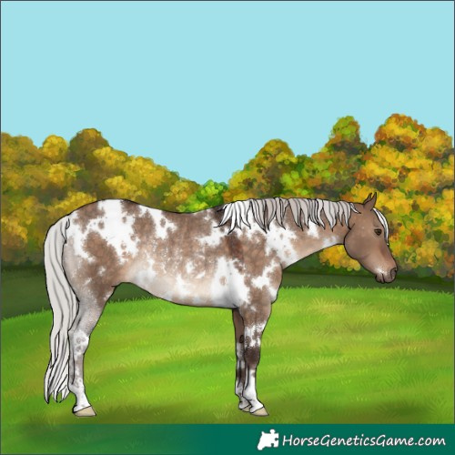 Horse Color:White Spotted Silver Brown Dun Rabicano 