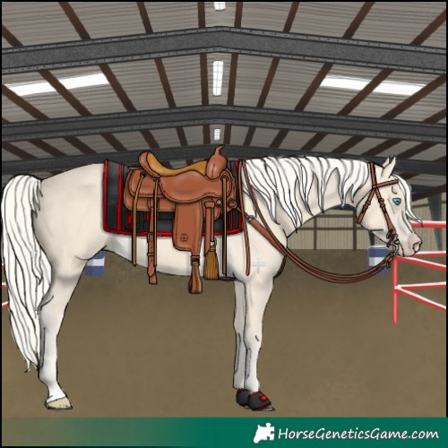 Horse Color:Cremello 