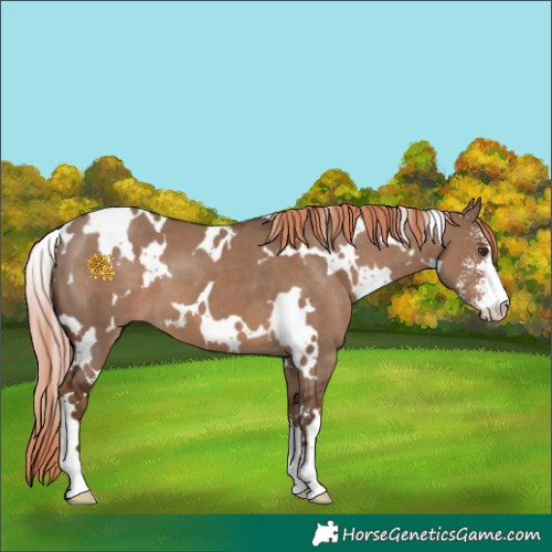 Horse Color:White Spotted Liver Red Dun Sabino