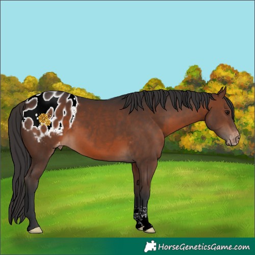 Horse Color:Brown Appaloosa