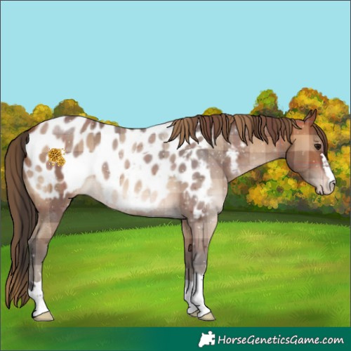 Horse Color:Plaid  Bay Appaloosa 