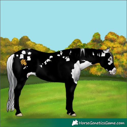 Horse Color:Brown Chinchilla Onyx Splash Tobiano Frame