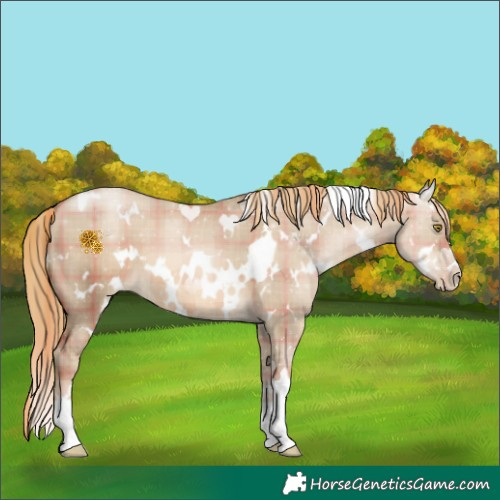 Horse Color:Plaid  White Spotted Liver Red Dun Pearl 