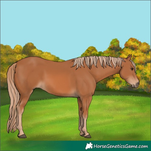 Horse Color:Unknown 