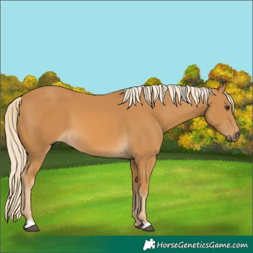 Horse Color:Palomino 