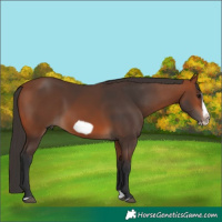 Horse Color:Bay Splash Frame Rabicano 