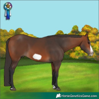Horse Color:Bay Splash Frame Rabicano