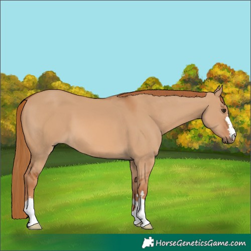 Horse Color:Red Dun 