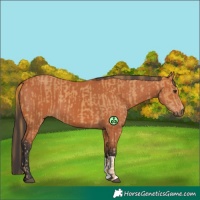 Horse Color:Chestnut  and Bay 