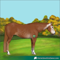 Horse Color:Gray Chestnut  and Gray Chestnut 