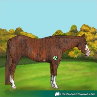 Horse Color:Liver Chestnut  and Chestnut 