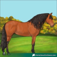 Horse Color:Bay 