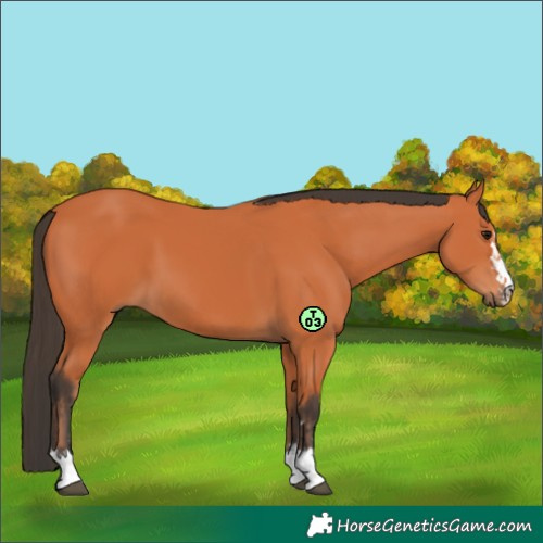 Horse Color:Bay  and Bay 