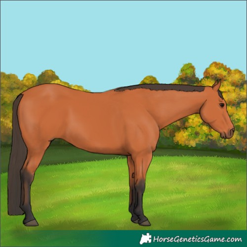 Horse Color:Bay 