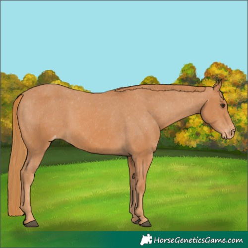 Horse Color:Chestnut Appaloosa 