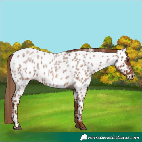 Horse Color:Red Roan Appaloosa 
