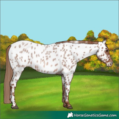 Horse Color:Red Roan Appaloosa