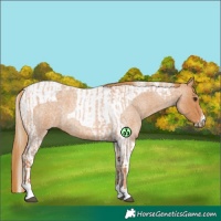 Horse Color:Red Roan Tobiano  and Red Roan Tobiano 