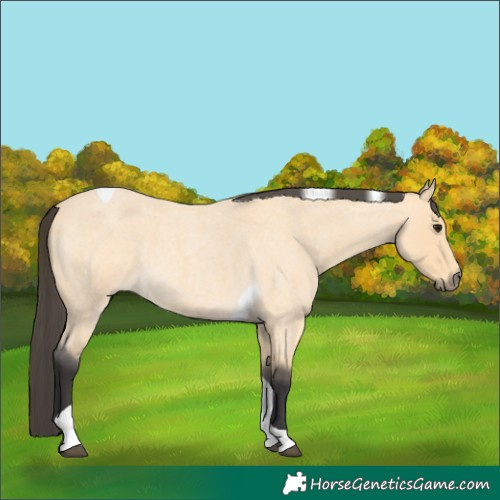 Horse Color:Buckskin Roan Tobiano 