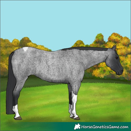 Horse Color:Blue Roan Tobiano 