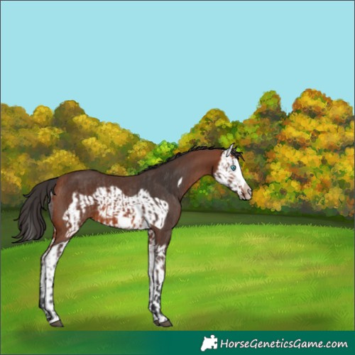 Horse Color:Bay Splash Frame Rabicano and Bay Splash Frame Rabicano