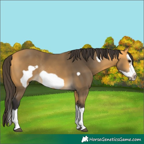 Horse Color:Unknown 