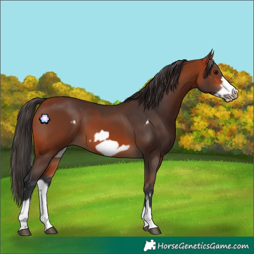 Horse Color:Bay Splash Frame Rabicano and Bay Splash Frame Rabicano