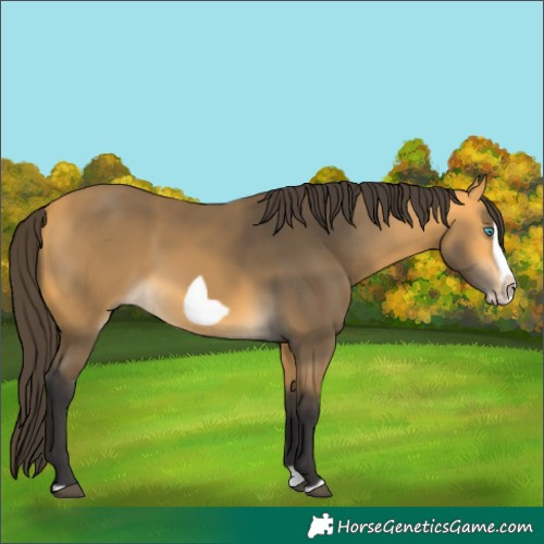 Horse Color:Buckskin Splash Frame Rabicano 