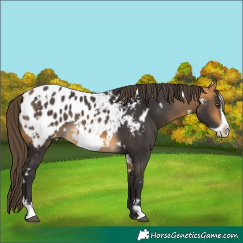 Horse Color:White Spotted Buckskin Frame Appaloosa Rabicano 