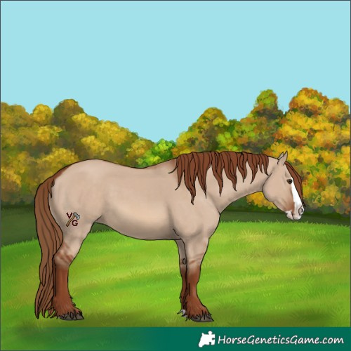 Horse Color:Red Dun Splash 