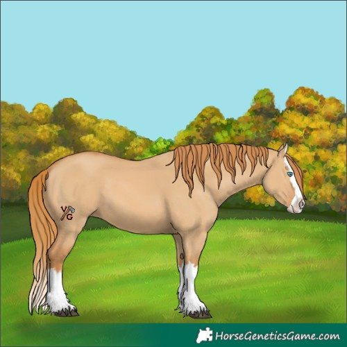 Horse Color:Red Dun Splash