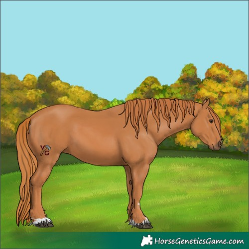 Horse Color:Chestnut 