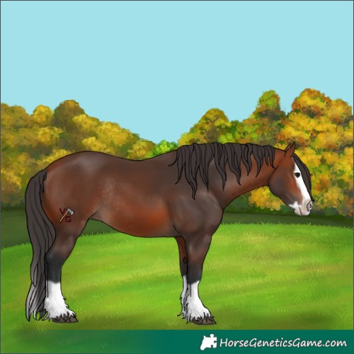 Horse Color:Bay Splash Frame Rabicano