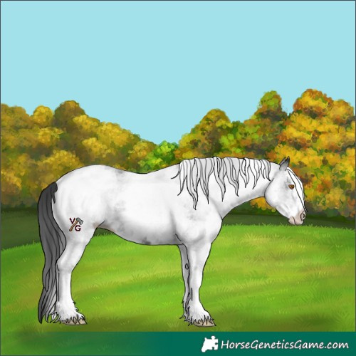 Horse Color:White Spotted Black
