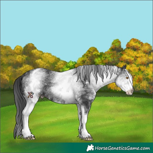 Horse Color:White Spotted Black 