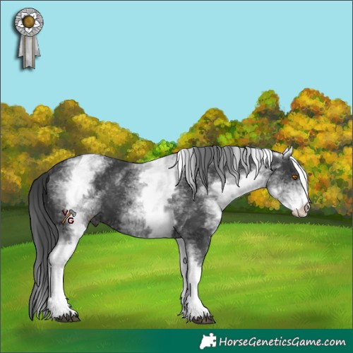 Horse Color:White Spotted Black 