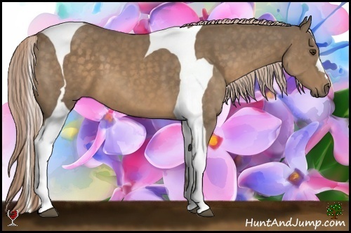 Horse Color:Chocolate Palomino Tobiano 