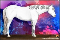 Horse Color:Black Splash Appaloosa 