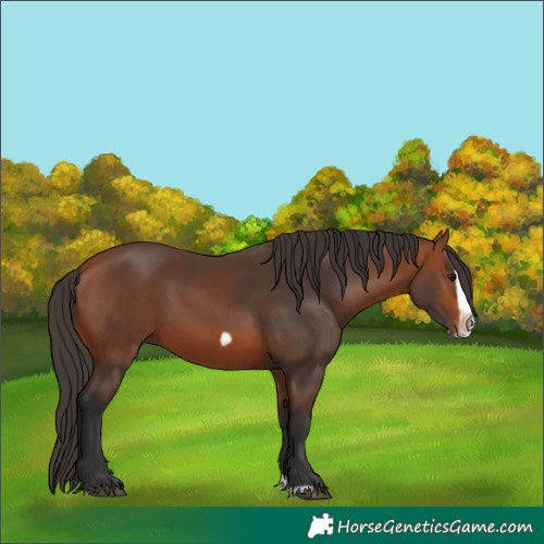 Horse Color:Bay Splash Frame Rabicano 